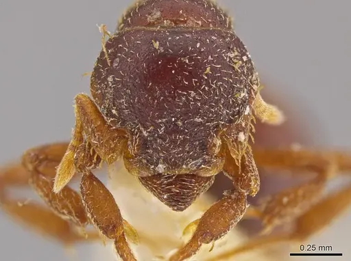 Octostruma petiolata - MCZ-ENT00511355