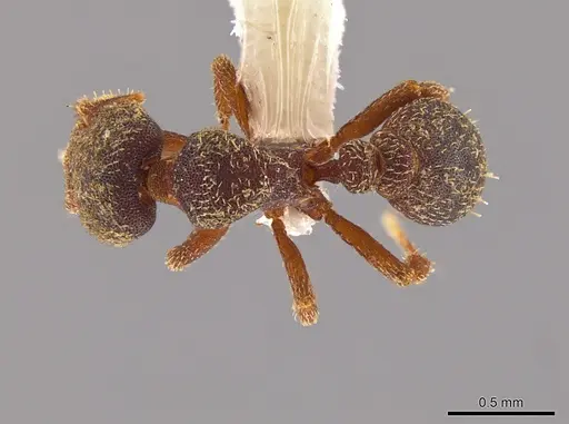 Octostruma pexidorsum specimen