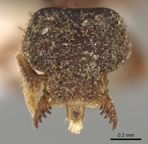 Octostruma pexidorsum specimen