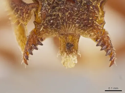 Octostruma pexidorsum - MCZ-ENT00511314