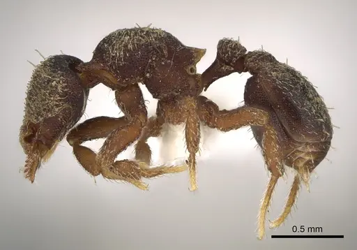 Octostruma pexidorsum - MCZ-ENT00511314