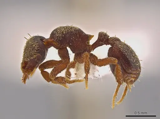 Octostruma pexidorsum - MCZ-ENT00511314