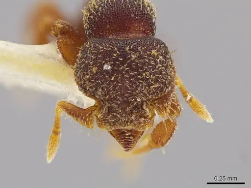 Octostruma pexidorsum - MCZ-ENT00511319