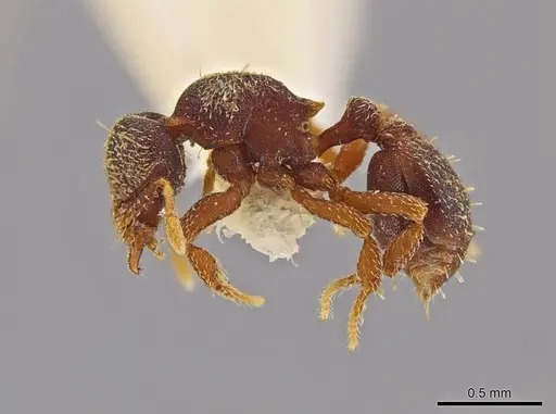 Octostruma pexidorsum - MCZ-ENT00511319