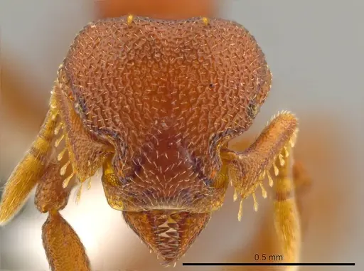 Octostruma planities specimen