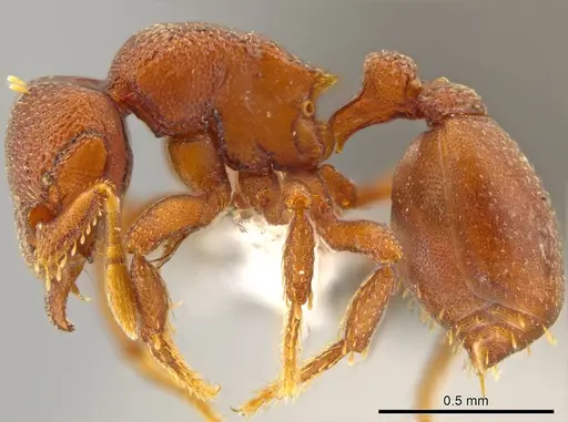 Octostruma planities specimen