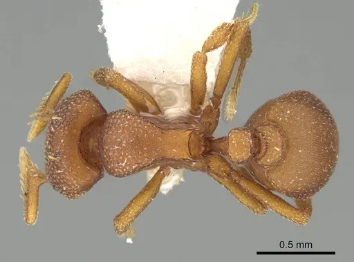 Octostruma planities - CASENT0914914