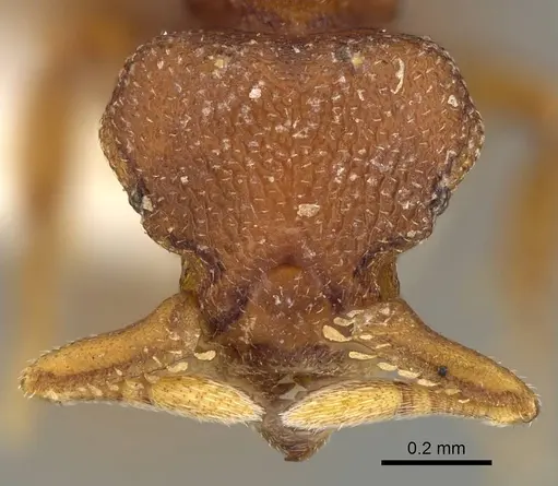 Octostruma planities - CASENT0914914