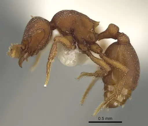 Octostruma planities - CASENT0914914