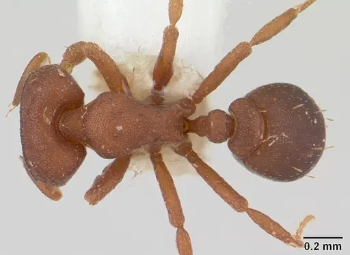 Octostruma rugifera specimen