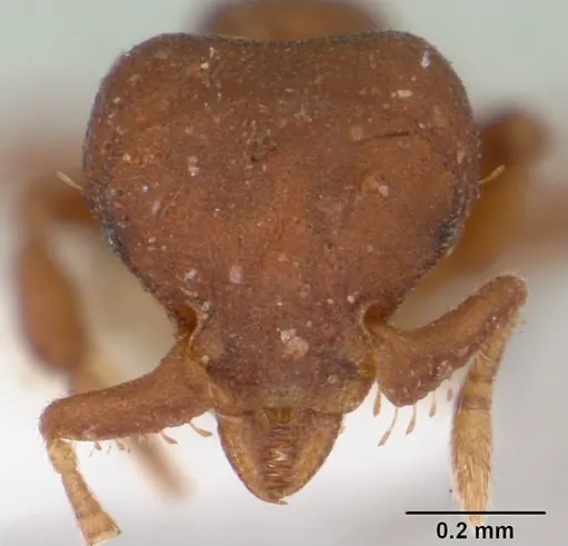 Octostruma rugifera specimen