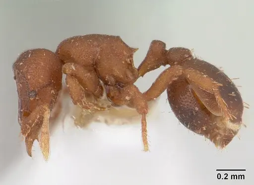 Octostruma rugifera specimen