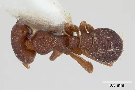 Octostruma rugifera - CASENT0178666