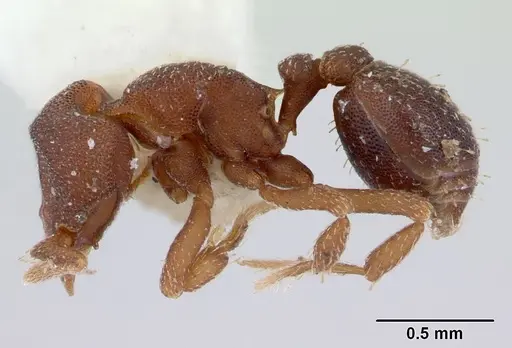 Octostruma rugifera - CASENT0178666