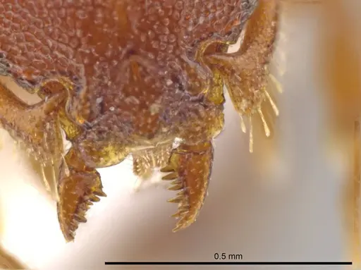 Octostruma rugifera - CASENT0636248