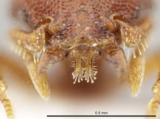 Octostruma rugifera - CASENT0636248