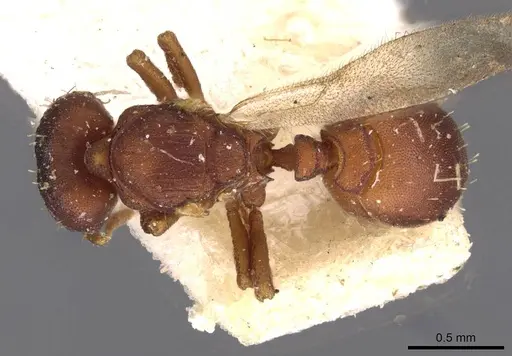 Octostruma rugifera - CASENT0909344