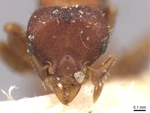 Octostruma rugifera - CASENT0909344