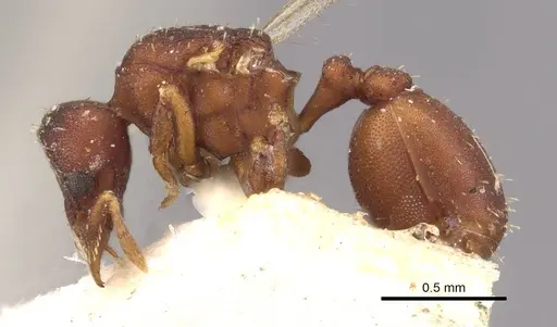 Octostruma rugifera - CASENT0909344