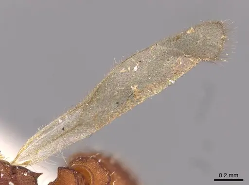 Octostruma rugifera - CASENT0909344