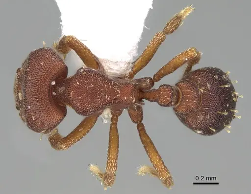 Octostruma rugifera - CASENT0914915