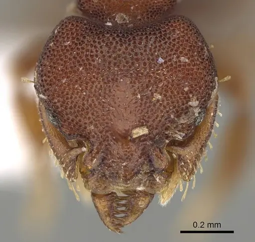 Octostruma rugifera - CASENT0914915