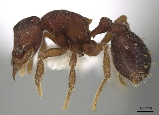 Octostruma rugifera - CASENT0914915