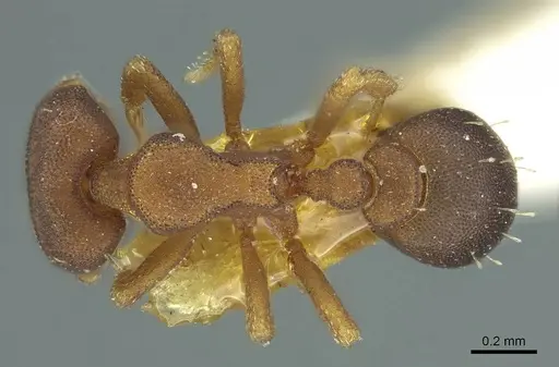 Octostruma rugifera - CASENT0915941