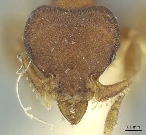 Octostruma rugifera - CASENT0915941