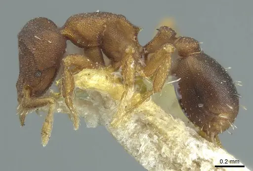 Octostruma rugifera - CASENT0915941