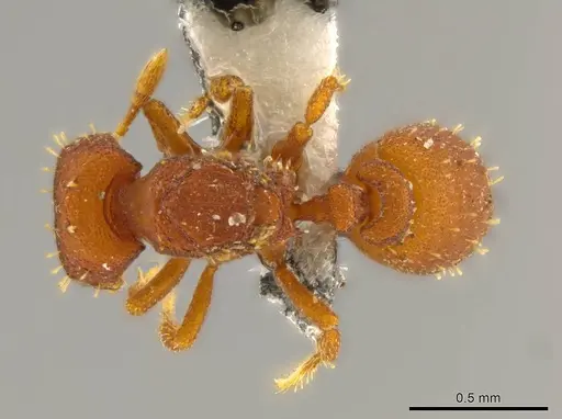 Octostruma rugiferoides specimen