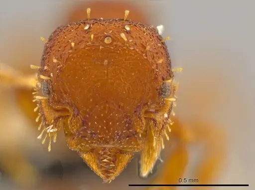 Octostruma rugiferoides specimen