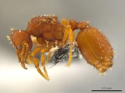 Octostruma rugiferoides specimen
