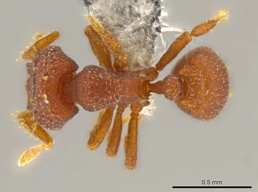 Octostruma rugiferoides - CASENT0614166