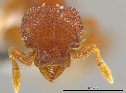 Octostruma rugiferoides - CASENT0614166