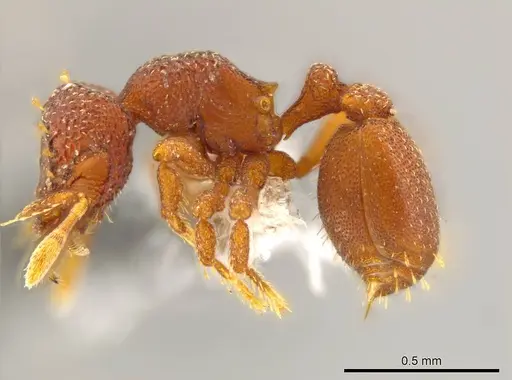 Octostruma rugiferoides - CASENT0614166