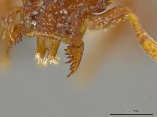 Octostruma rugiferoides - CASENT0627353