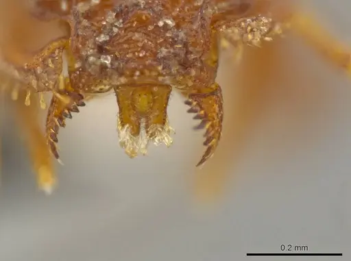 Octostruma rugiferoides - CASENT0627353