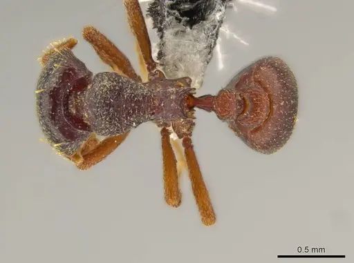 Octostruma schusteri specimen