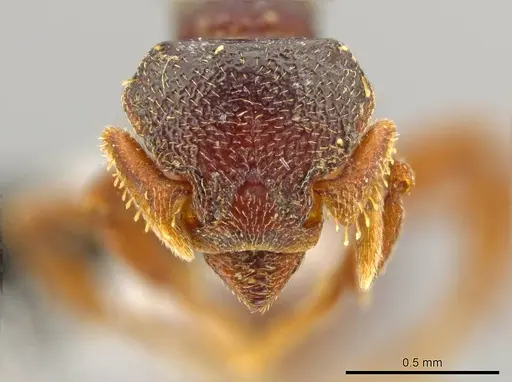 Octostruma schusteri specimen