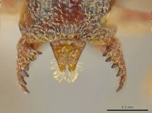 Octostruma schusteri - CASENT0627370