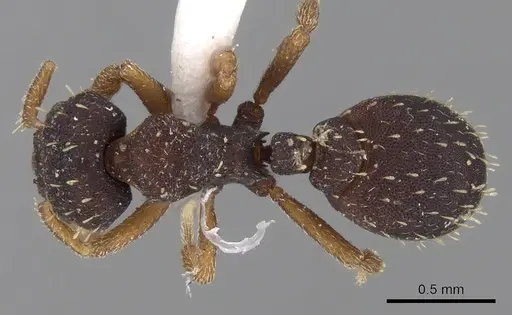 Octostruma stenognatha specimen