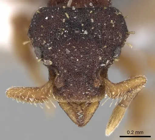 Octostruma stenognatha specimen