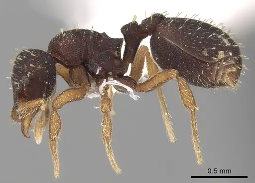 Octostruma stenognatha specimen