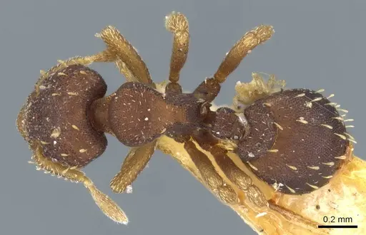 Octostruma stenognatha - CASENT0905907