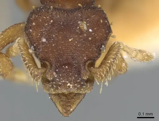 Octostruma stenognatha - CASENT0905907