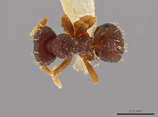 Octostruma stenognatha - MCZ-ENT00511366