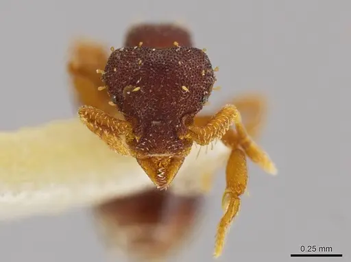 Octostruma stenognatha - MCZ-ENT00511366