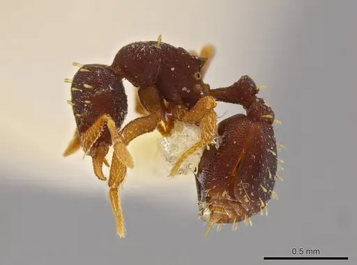 Octostruma stenognatha - MCZ-ENT00511366