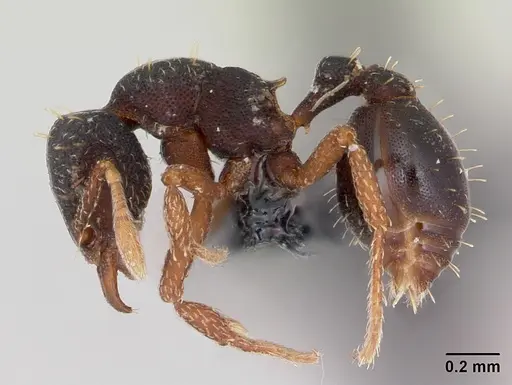 Octostruma stenoscapa specimen